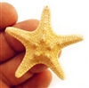 Chocolate Chip Starfish 2-3"