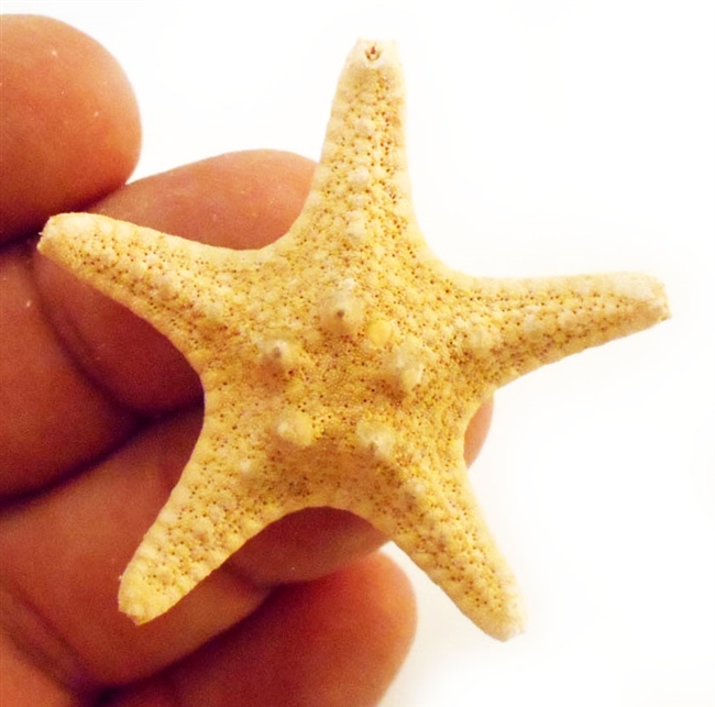 Chocolate Chip Starfish 2-3"