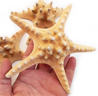 Natural Knobby Starfish 4-5"