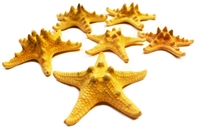 Natural Knobby Starfish 4-5" 6-Pack