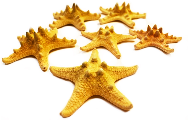 Natural Knobby Starfish 4-5" 6-Pack