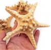 Natural Knobby Starfish 4-5" 12-Pack