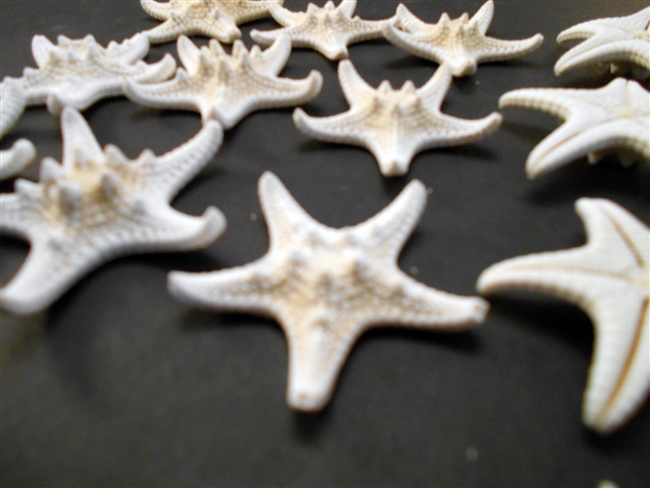 White Knobby Starfish