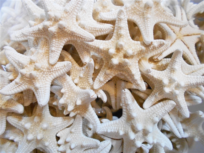 White Knobby Starfish