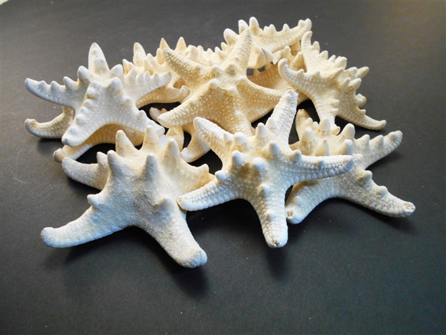 White Knobby Starfish