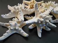 White, Armoured, Knobby, Bleached Starfish