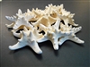 White Knobby Starfish