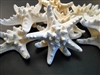 White Knobby Starfish