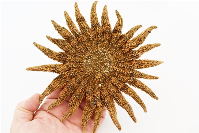 Sunflower Starfish medium