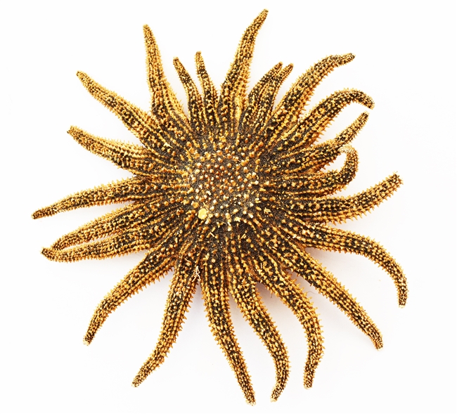 Sunflower Starfish large