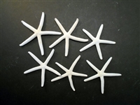 Set of 6 White Finger Starfish 2-3 inch