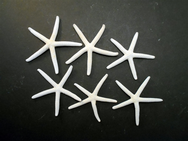 Set of 6 White Finger Starfish 2-3 inch