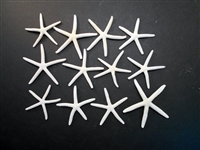 Set of 12 White Finger Starfish 2-3 inch