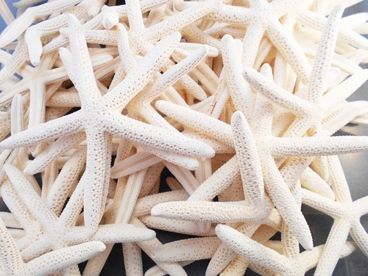 Set of 24 White Finger Starfish 2-3 inch