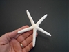 White Finger Starfish 3-4"