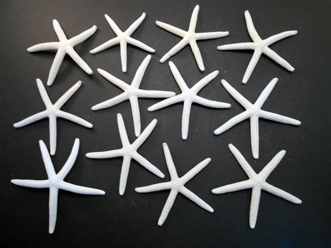 White Finger Starfish 3-4"
