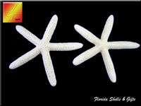 White Finger Starfish 3-4"