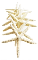 White Finger Starfish Medium