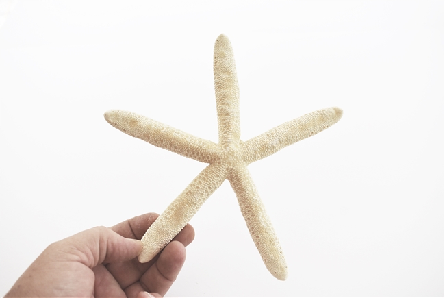 White Finger Starfish Large