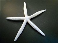 White Finger Starfish X-Large