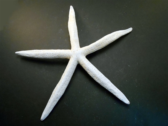 White Finger Starfish X-Large