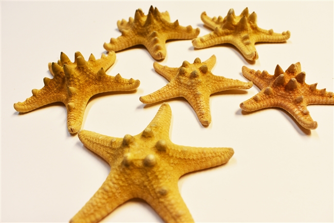 Chocolate Chip Starfish 6-7"