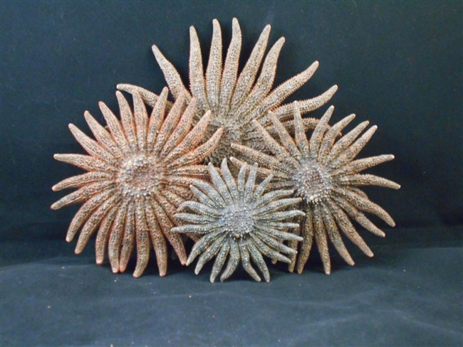 Sunflower Starfish Small