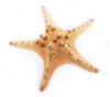 XX-Large Natural Knobby Starfish 7-8"