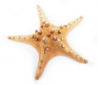 XX-Large Natural Knobby Starfish 7-8"