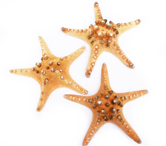 XX-Large Natural Knobby Starfish 7-8" 12-pack