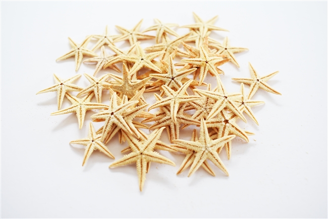 Starfish Tan Small