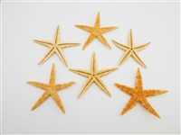 Starfish Tan Medium