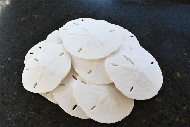 Florida Sand Dollar XXL