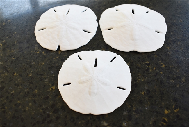 Florida Sand Dollar