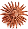 Red Sunflower Starfish medium