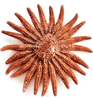 Red Sunflower Starfish medium