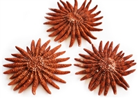 Red Sunflower Starfish medium