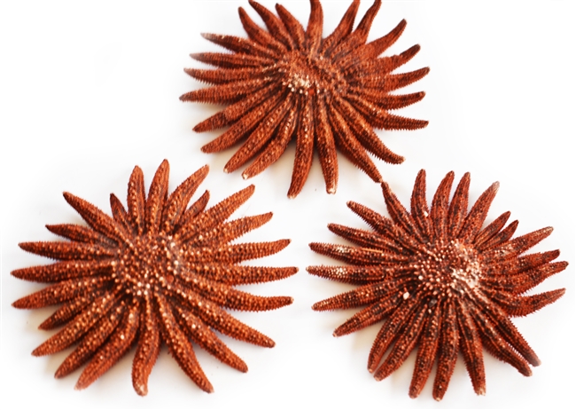 Red Sunflower Starfish medium