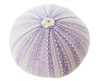 purple sea urchin