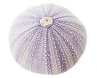 purple sea urchin