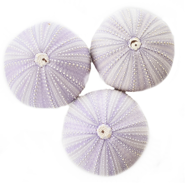purple sea urchin 3 pack
