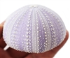 purple sea urchin