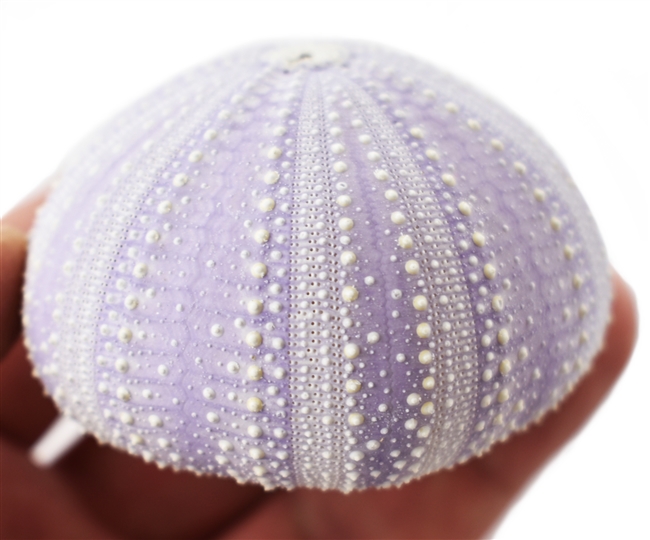 purple sea urchin