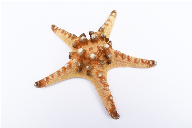 Chocolate Chip Starfish 7-8"