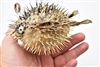 Dried Porcupine Fish Small
