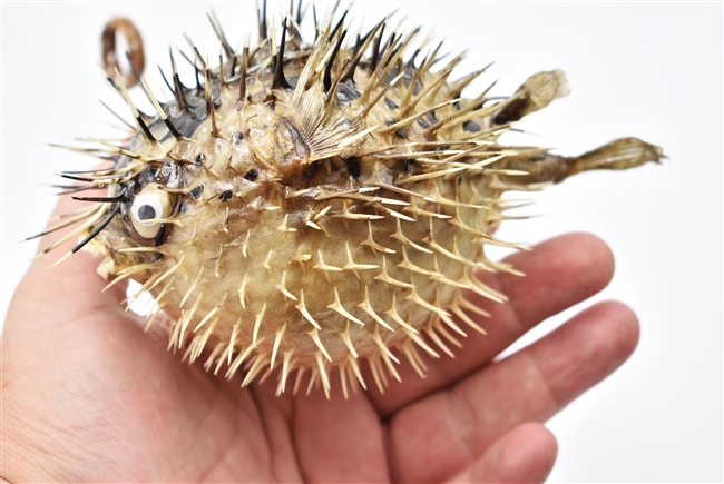 Dried Porcupine Fish Small