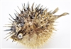 Dried Porcupine Fish