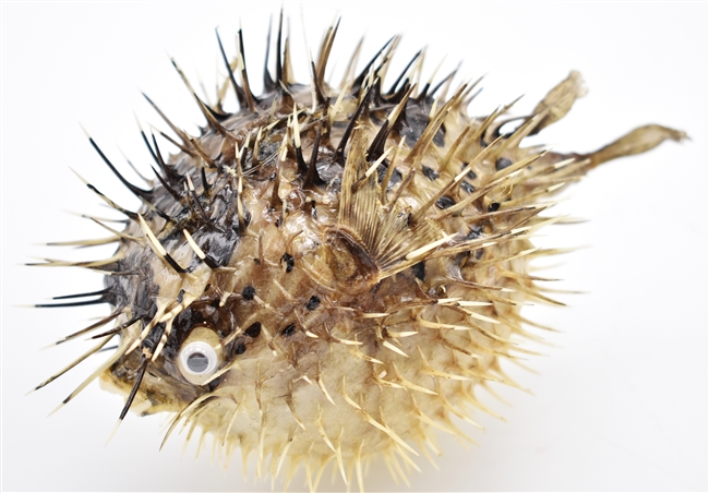 Dried Porcupine Fish