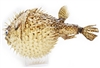 Dried Porcupine Fish X-Large