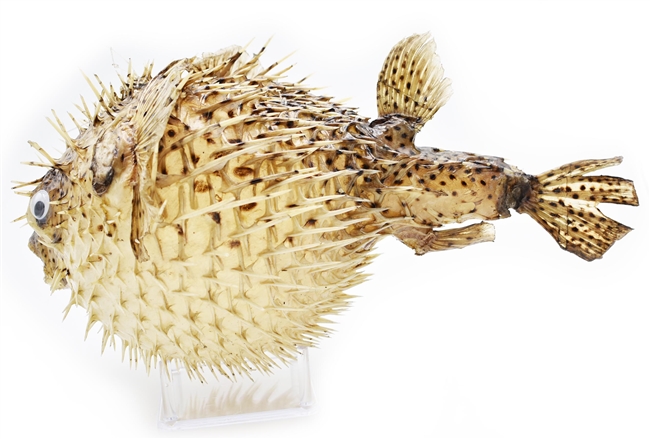 Dried Porcupine Fish X-Large